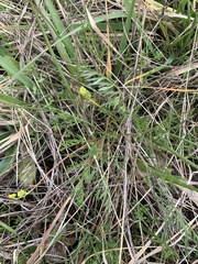 Lomatium bradshawii