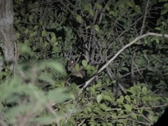 Antrostomus noctitherus