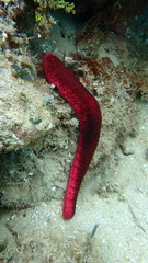 Holothuria edulis