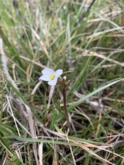 Cardamine penduliflora