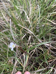 Cardamine penduliflora