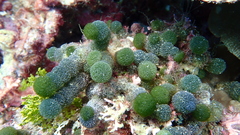 Tydemania expeditionis