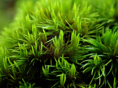 Dicranum flagellare