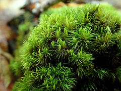 Dicranum flagellare
