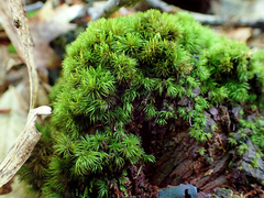 Dicranum flagellare