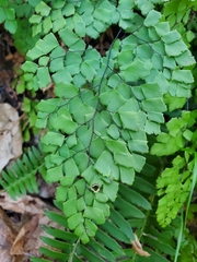 Adiantum shastense