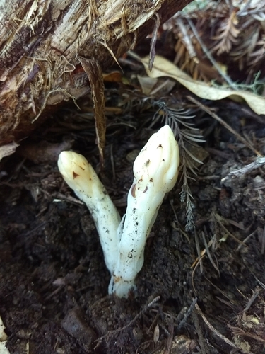iNaturalist observation photo of Fringed Pinesap