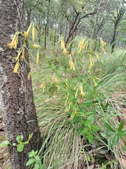 Lithospermum flavum