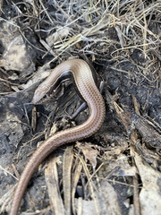 Plestiodon anthracinus