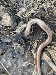 Plestiodon anthracinus