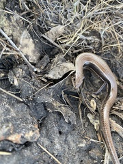 Plestiodon anthracinus