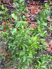 Baccharis glomeruliflora image