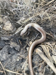 Plestiodon anthracinus
