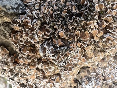 Psoraceae