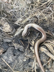 Plestiodon anthracinus
