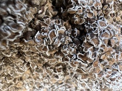 Psoraceae