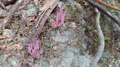 Clavaria schaefferi