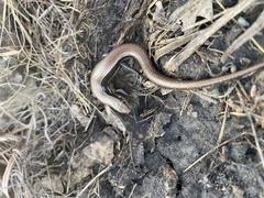 Plestiodon anthracinus