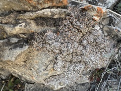 Psoraceae