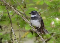 Rhipidura javanica