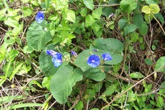 Jacquemontia corymbulosa