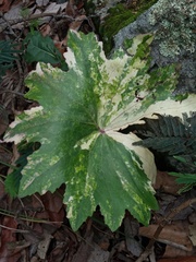 Psacalium poculiferum