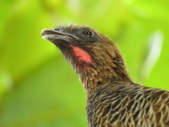 Scaled Chachalaca photo 4