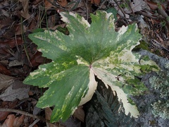 Psacalium poculiferum