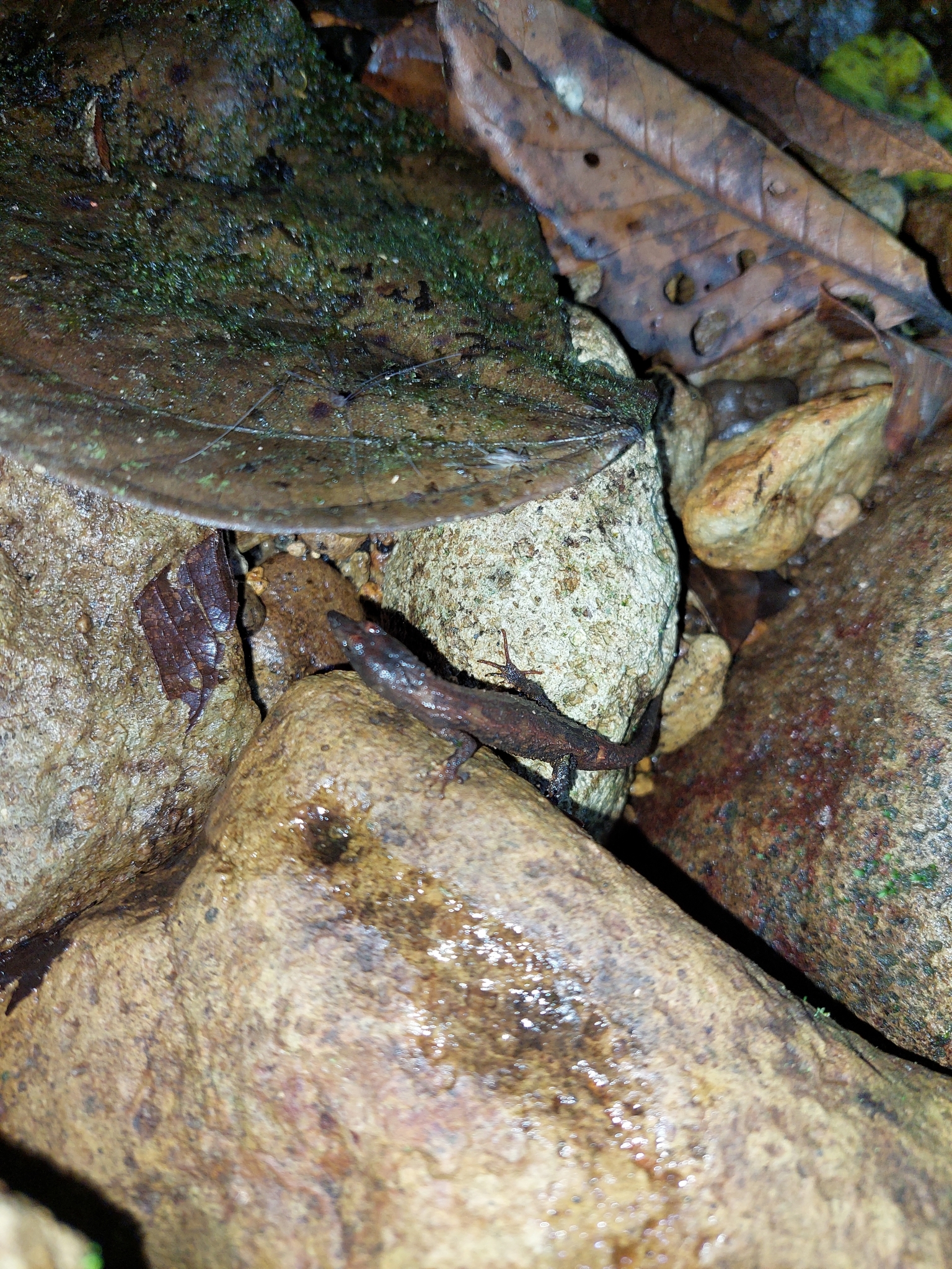 Panama Teiid photo 7