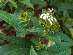 Guardiola tulocarpus