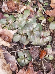 Micranthes virginiensis