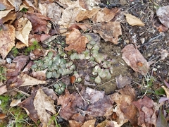 Micranthes virginiensis