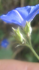 Jacquemontia corymbulosa