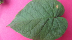 Jacquemontia corymbulosa