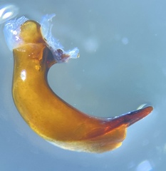 Pterostichus illustris