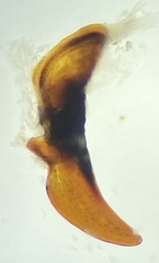 Pterostichus illustris