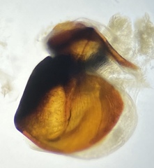 Pterostichus illustris