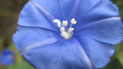 Jacquemontia corymbulosa