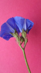 Jacquemontia corymbulosa