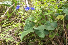 Jacquemontia corymbulosa