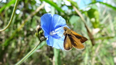 Jacquemontia corymbulosa