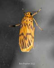 Teuloma nebulosa