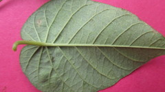 Jacquemontia corymbulosa