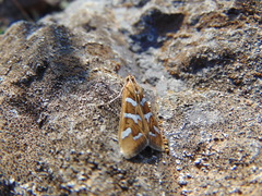 Diastictis