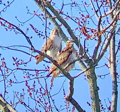 Buteo jamaicensis