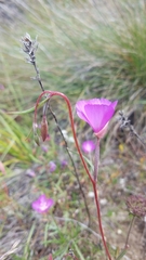 Clarkia gracilis gracilis
