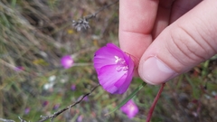 Clarkia gracilis gracilis