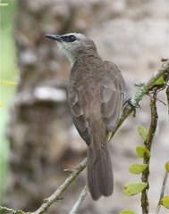 Pycnonotus goiavier