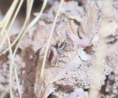 Habronattus arcalorus