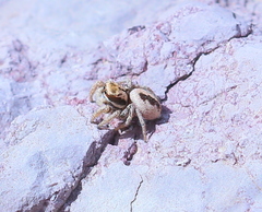 Habronattus arcalorus